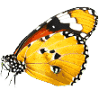 https://pawspetservices.com.au/wp-content/uploads/2019/08/butterfly.png